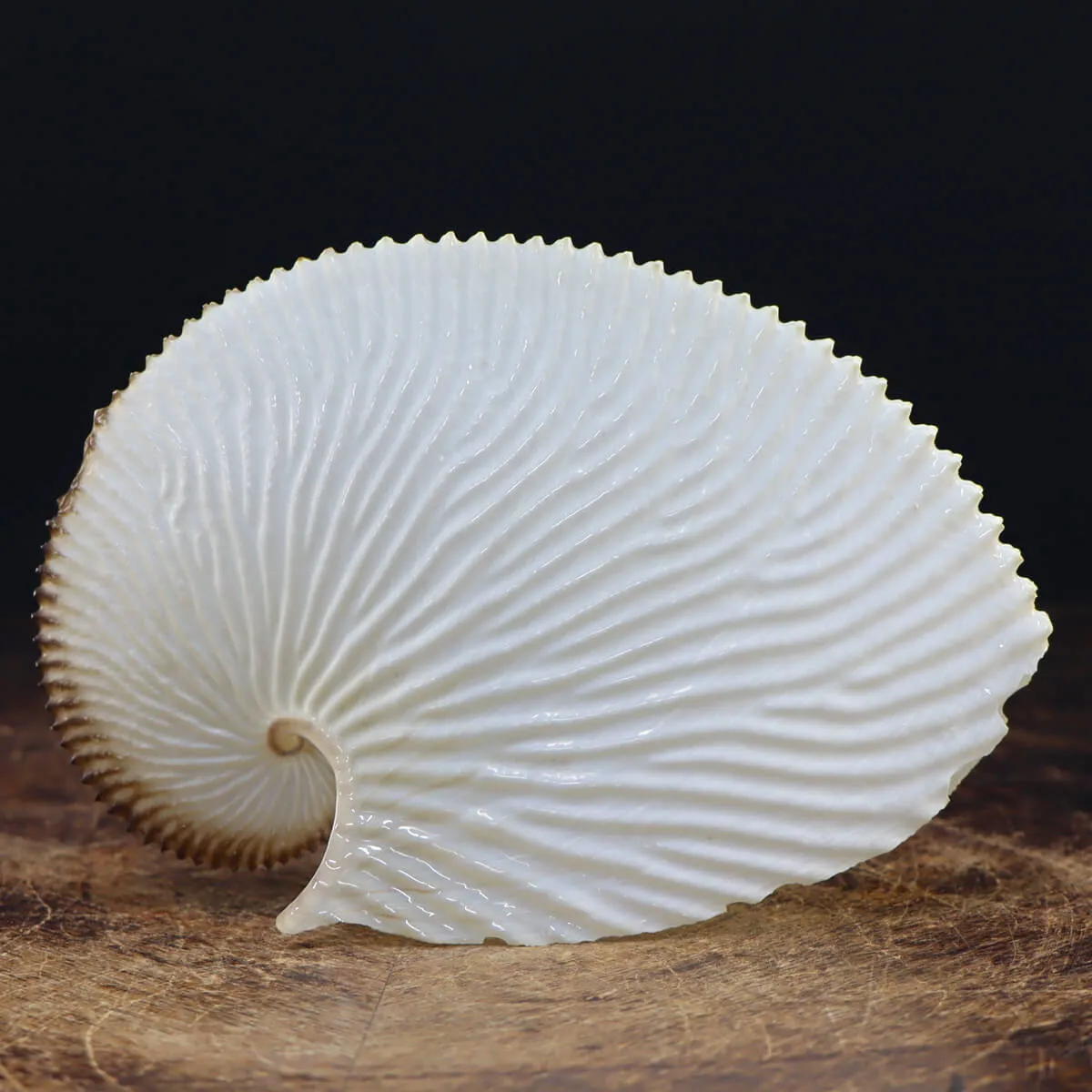 Argonauta Argo