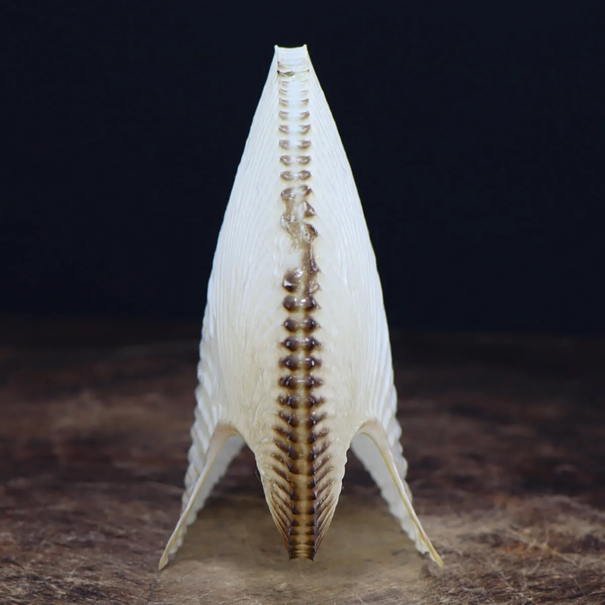 Argonauta Argo