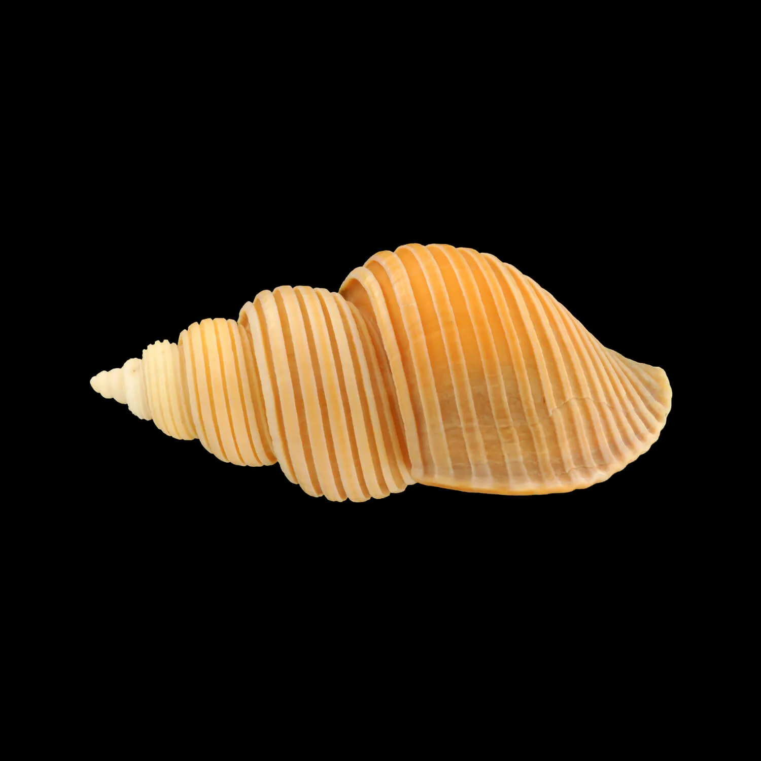 Ancistrolepis Vietnamensis
