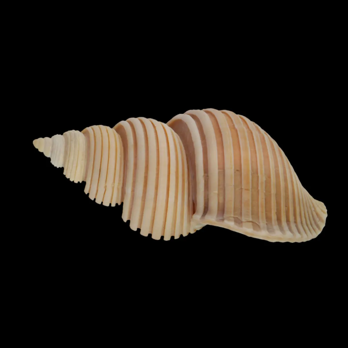 Ancistrolepis Vietnamensis