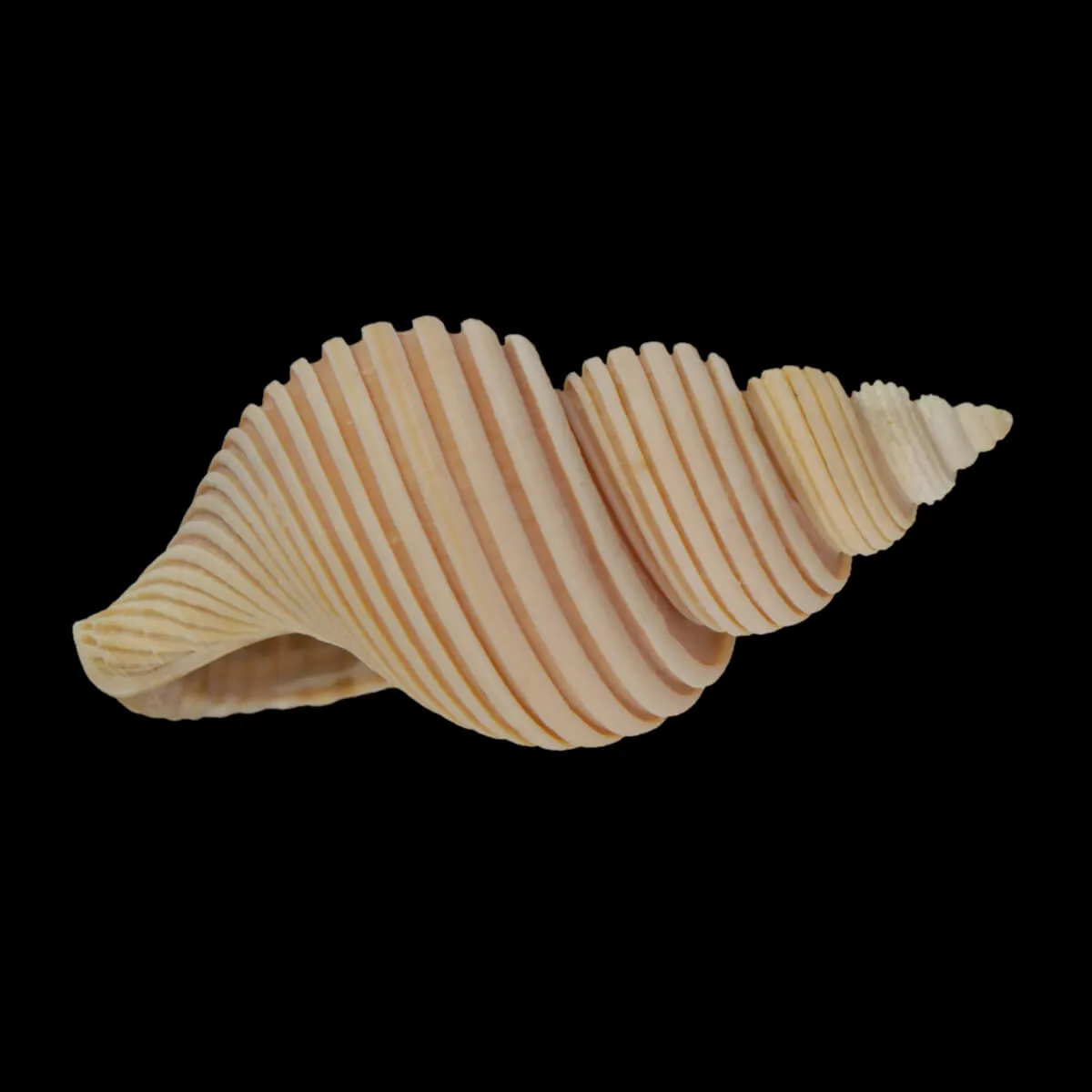 Ancistrolepis Vietnamensis