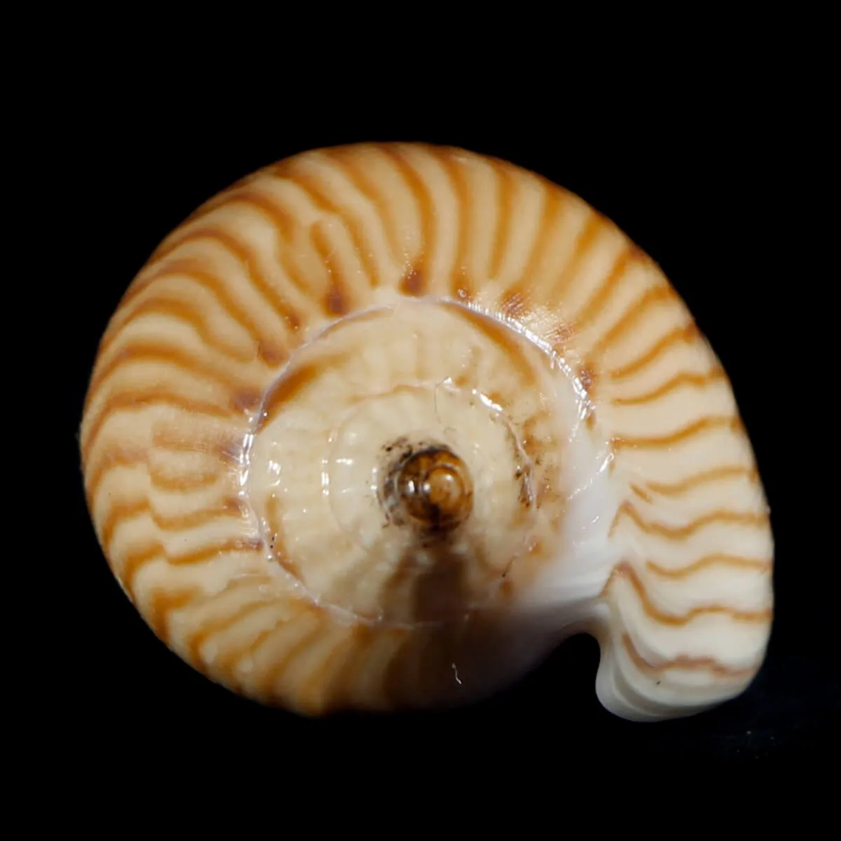 Amoria Zebra