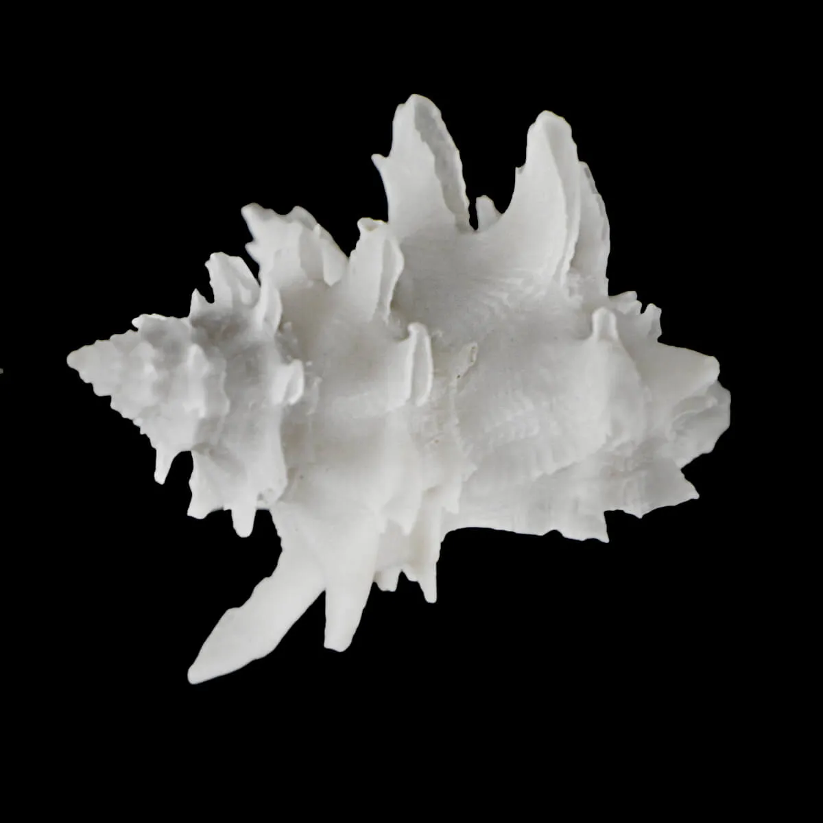 Babelomurex Diadema White
