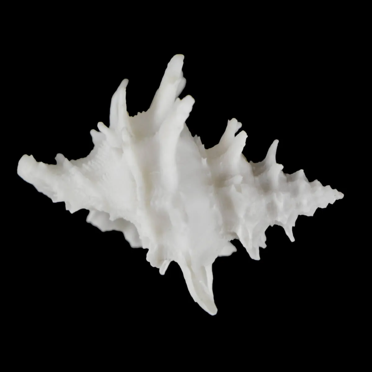Babelomurex Diadema White