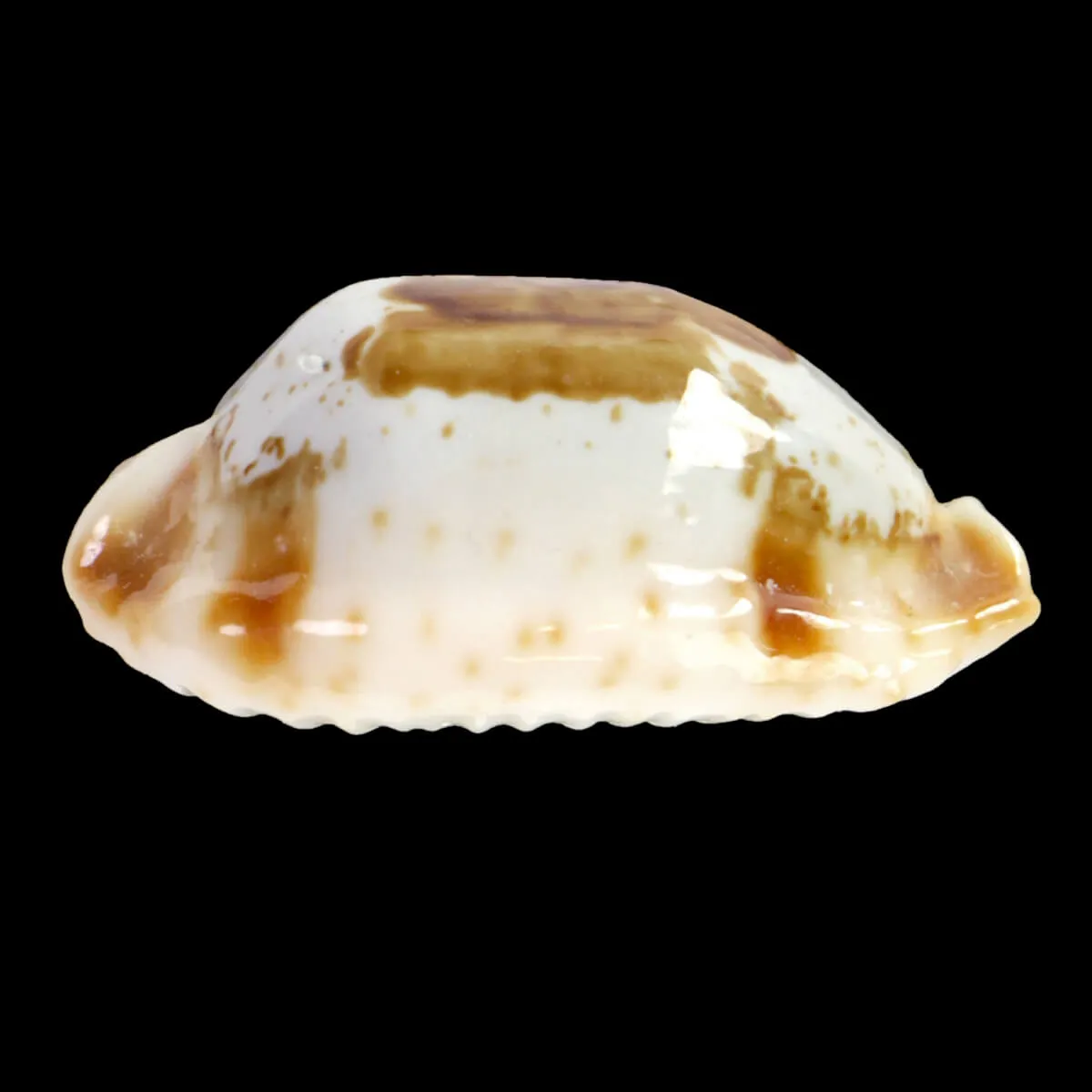 Bistolida Stolida Crossei