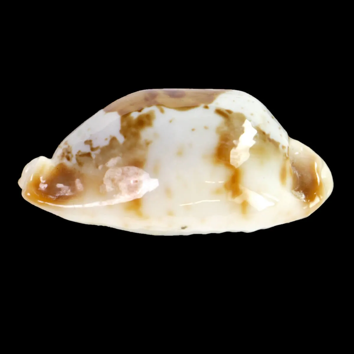 Bistolida Stolida Crossei
