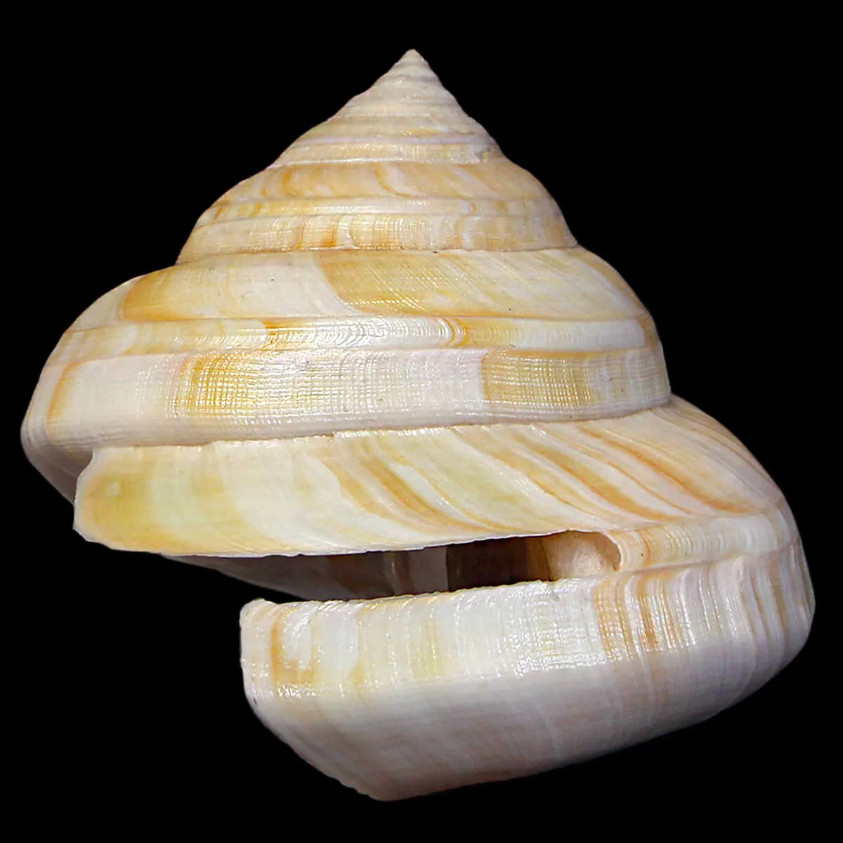 Bayerotrochus Westralis
