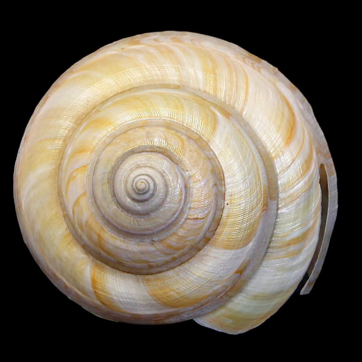 Bayerotrochus Westralis