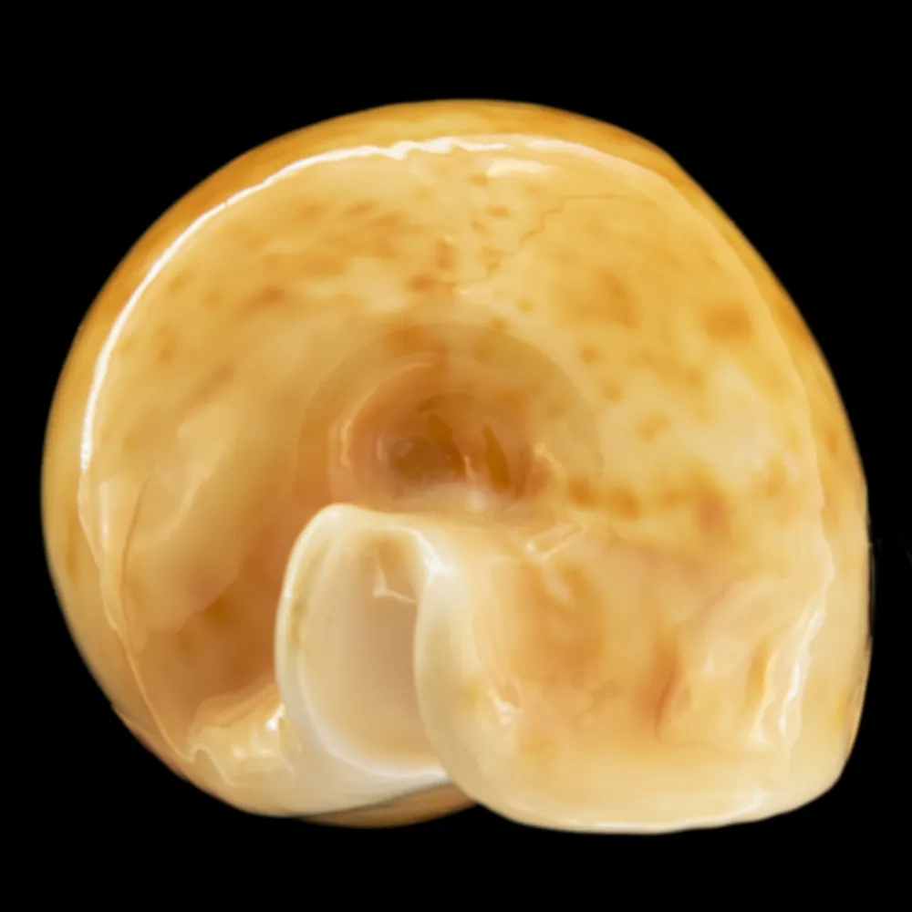 Cypraea Armeniaca