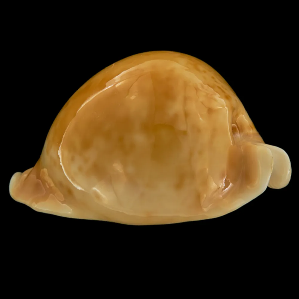 Cypraea Armeniaca