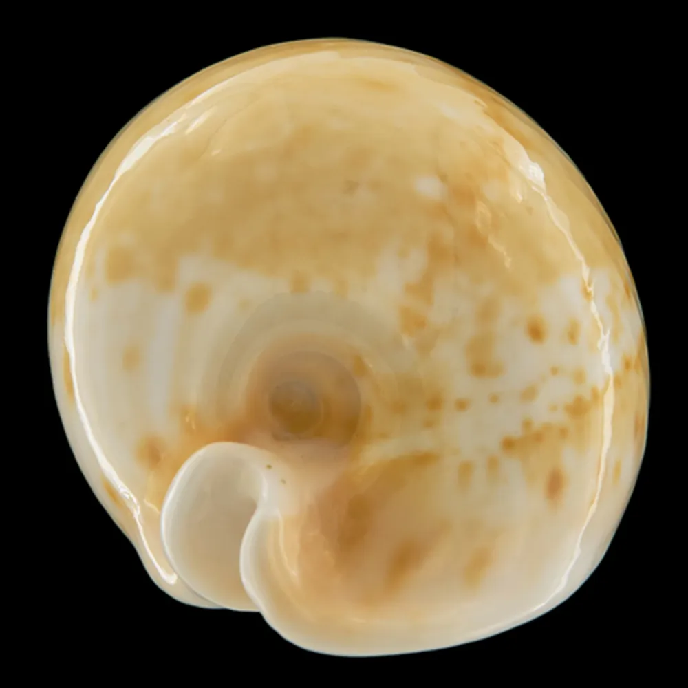 Cypraea Armeniaca
