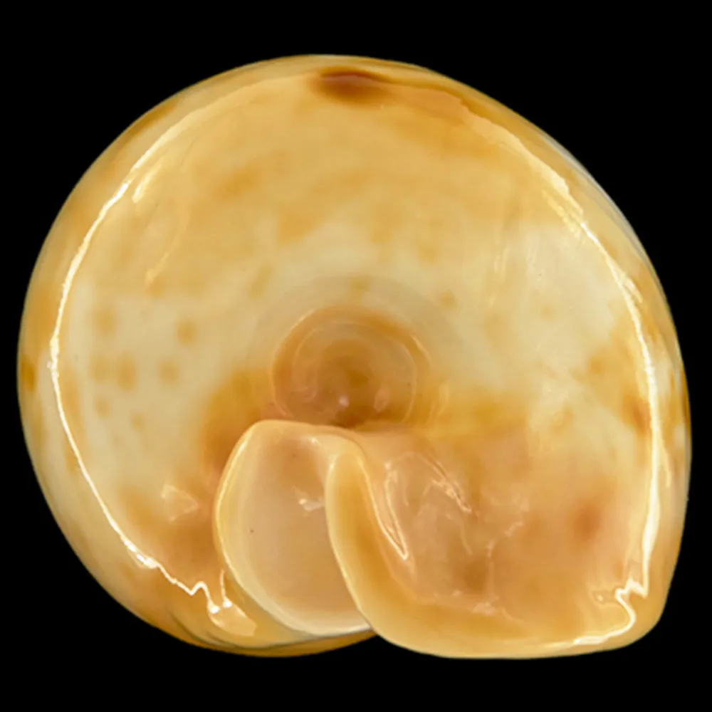 Cypraea Armeniaca