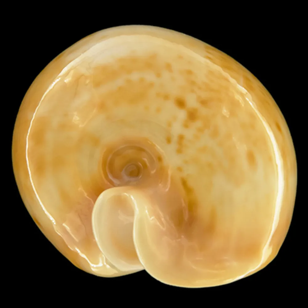 Cypraea Armeniaca