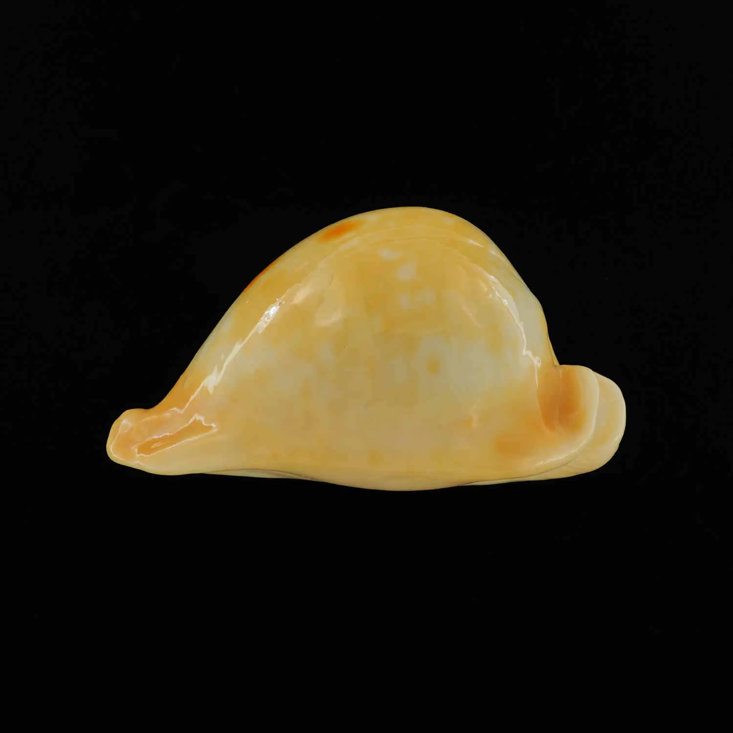 Umbilia Armeniaca