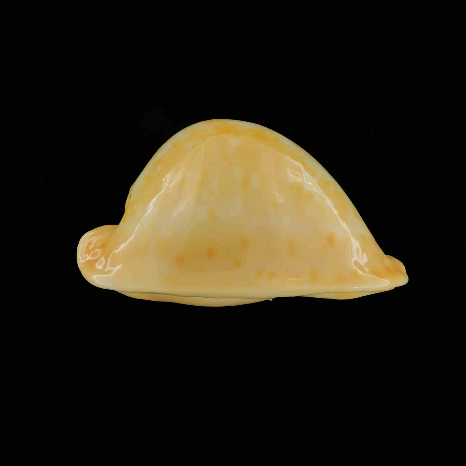Umbilia Armeniaca