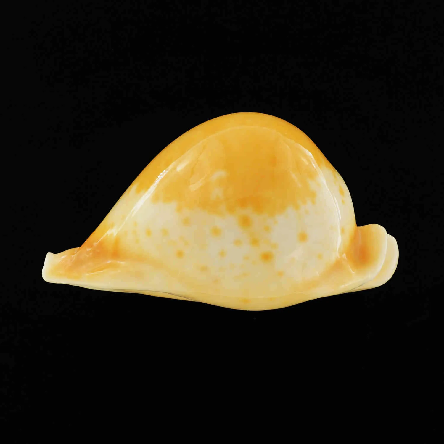 Umbilia Armeniaca