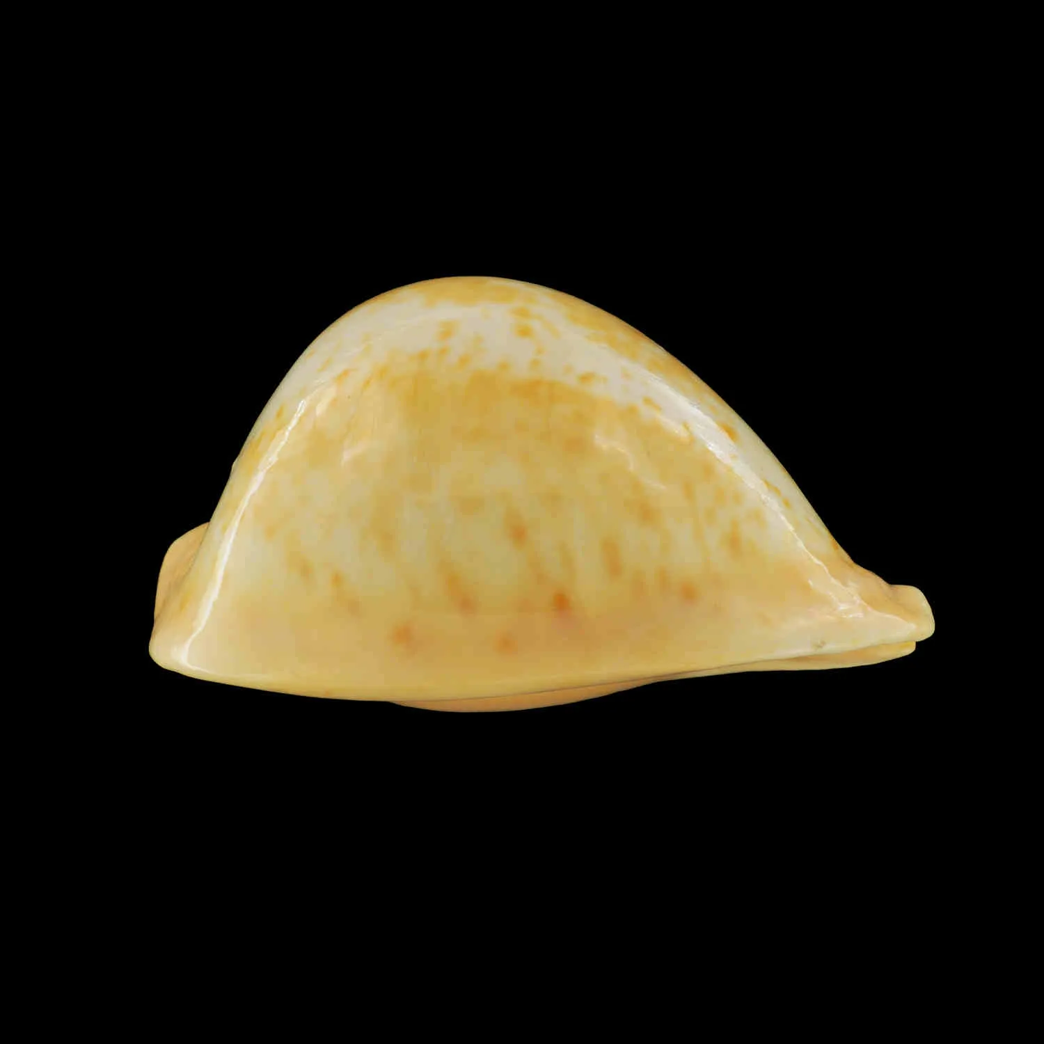 Umbilia Armeniaca