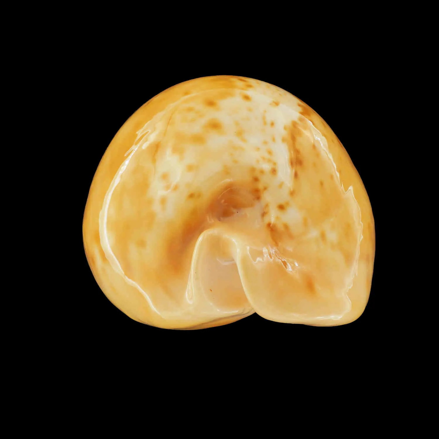 Umbilia Armeniaca
