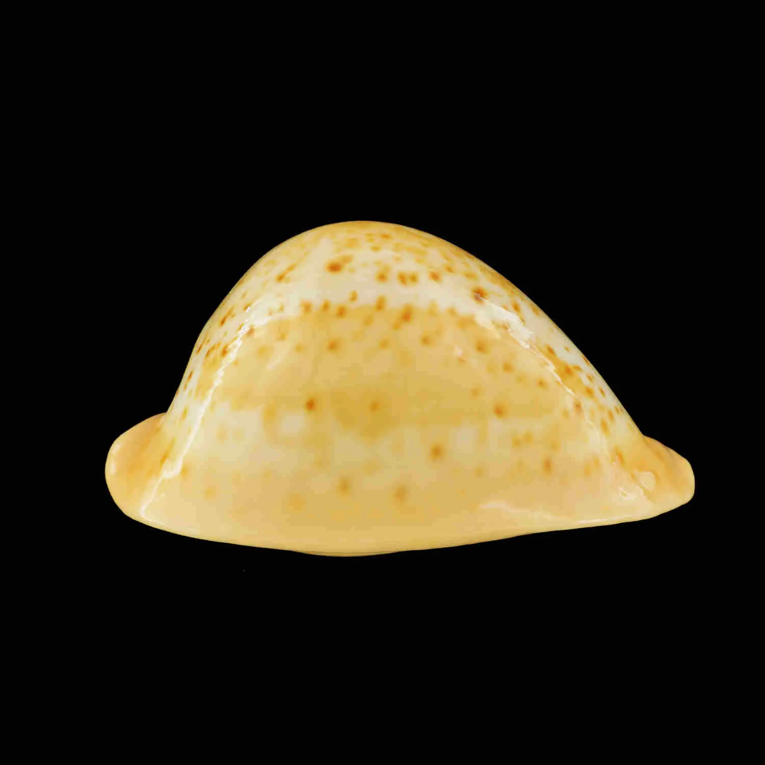 Umbilia Armeniaca