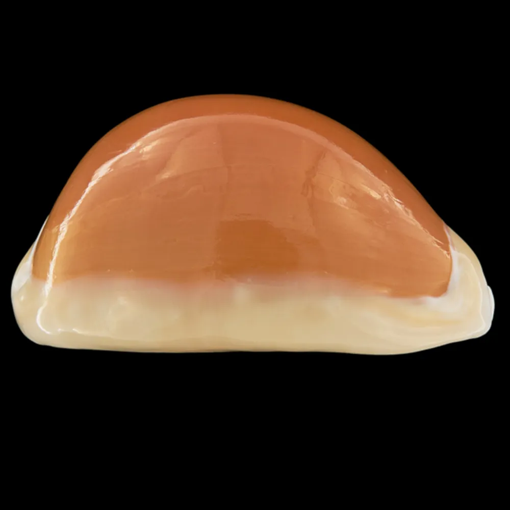 Cypraea Aurantium