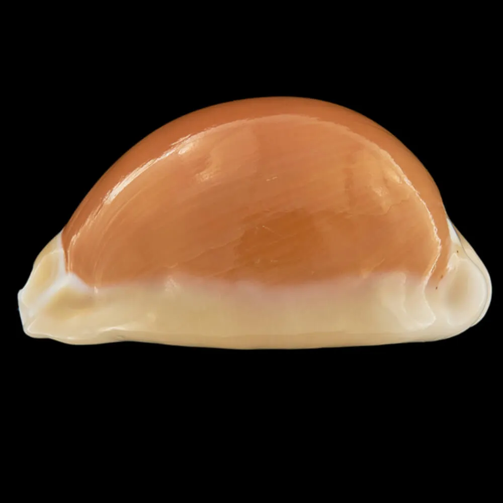 Cypraea Aurantium