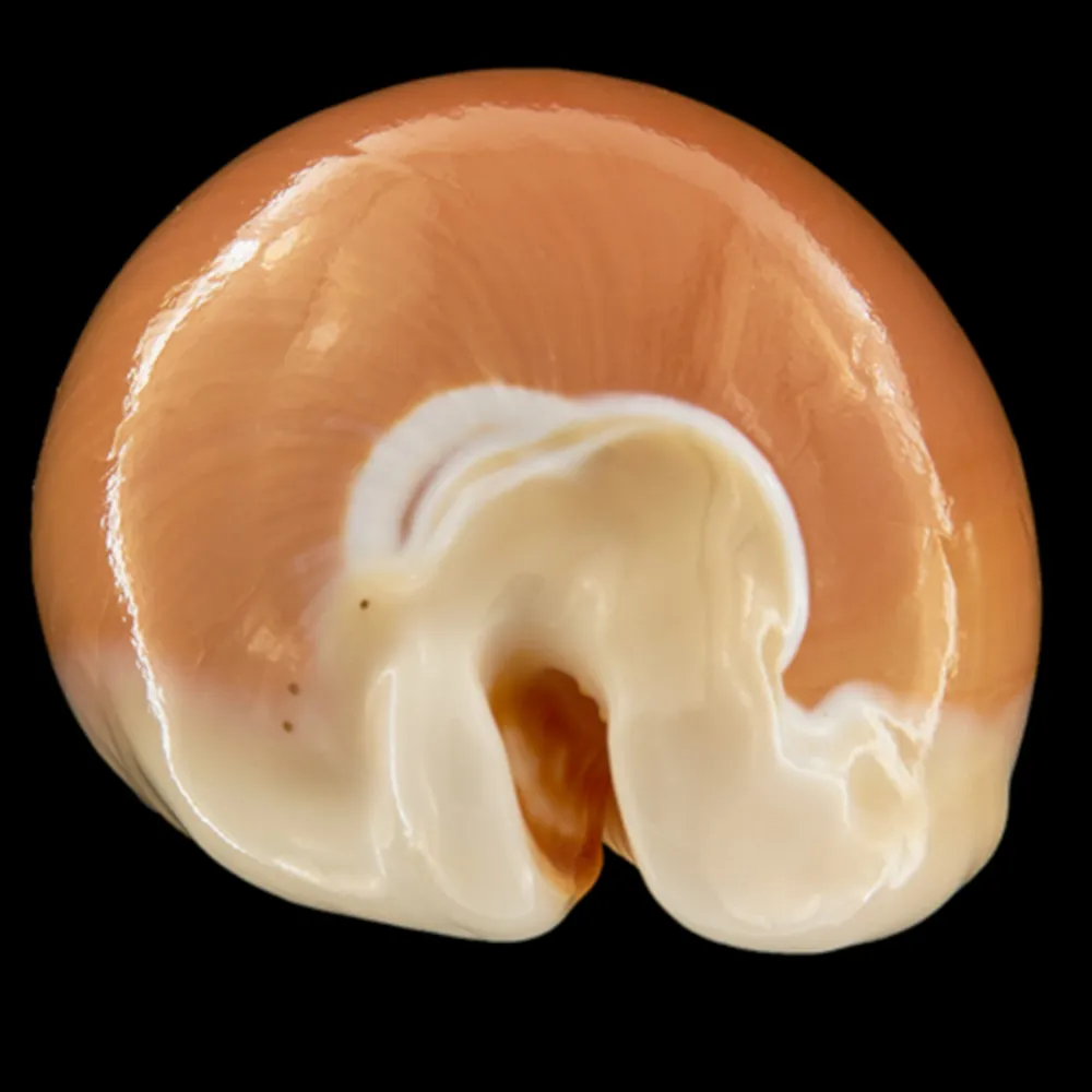 Cypraea Aurantium