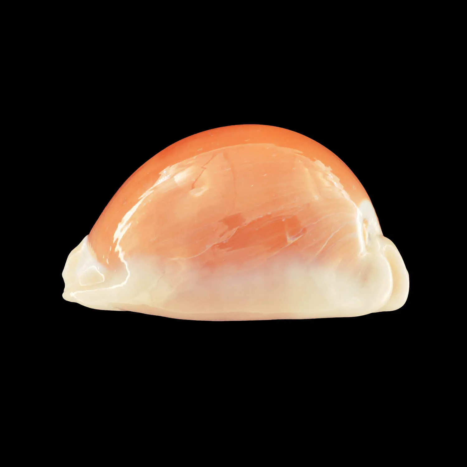 Cypraea Aurantium