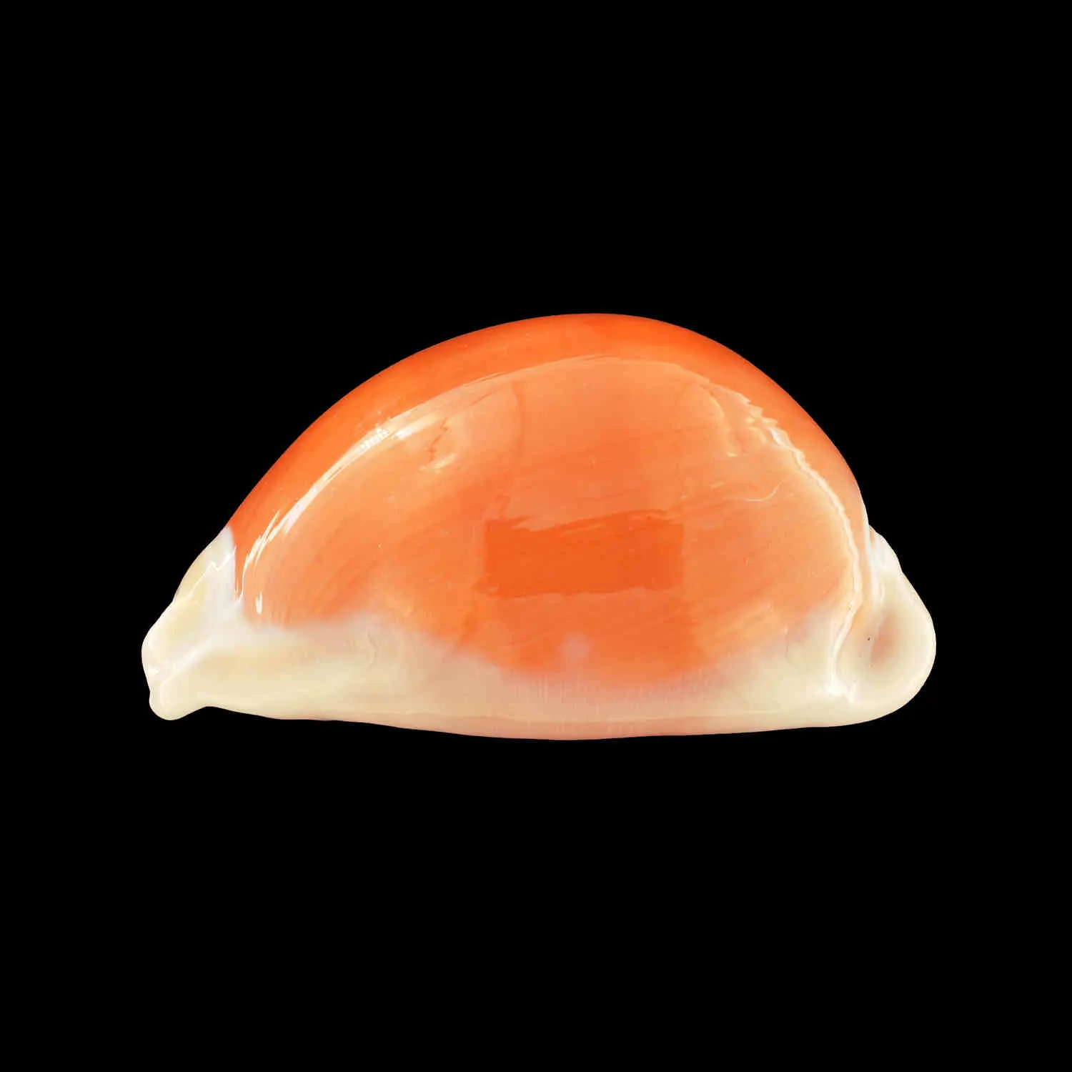 Cypraea Aurantium