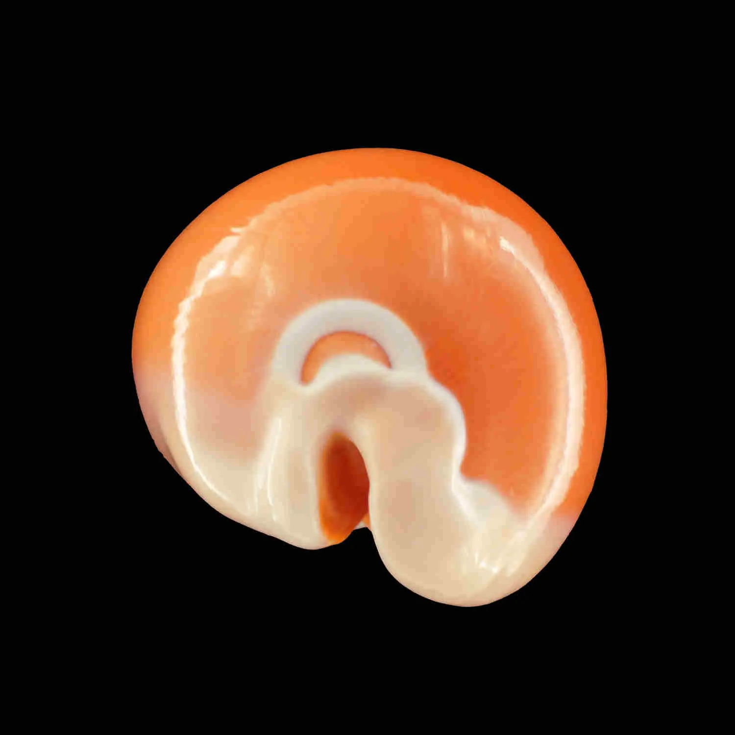 Cypraea Aurantium