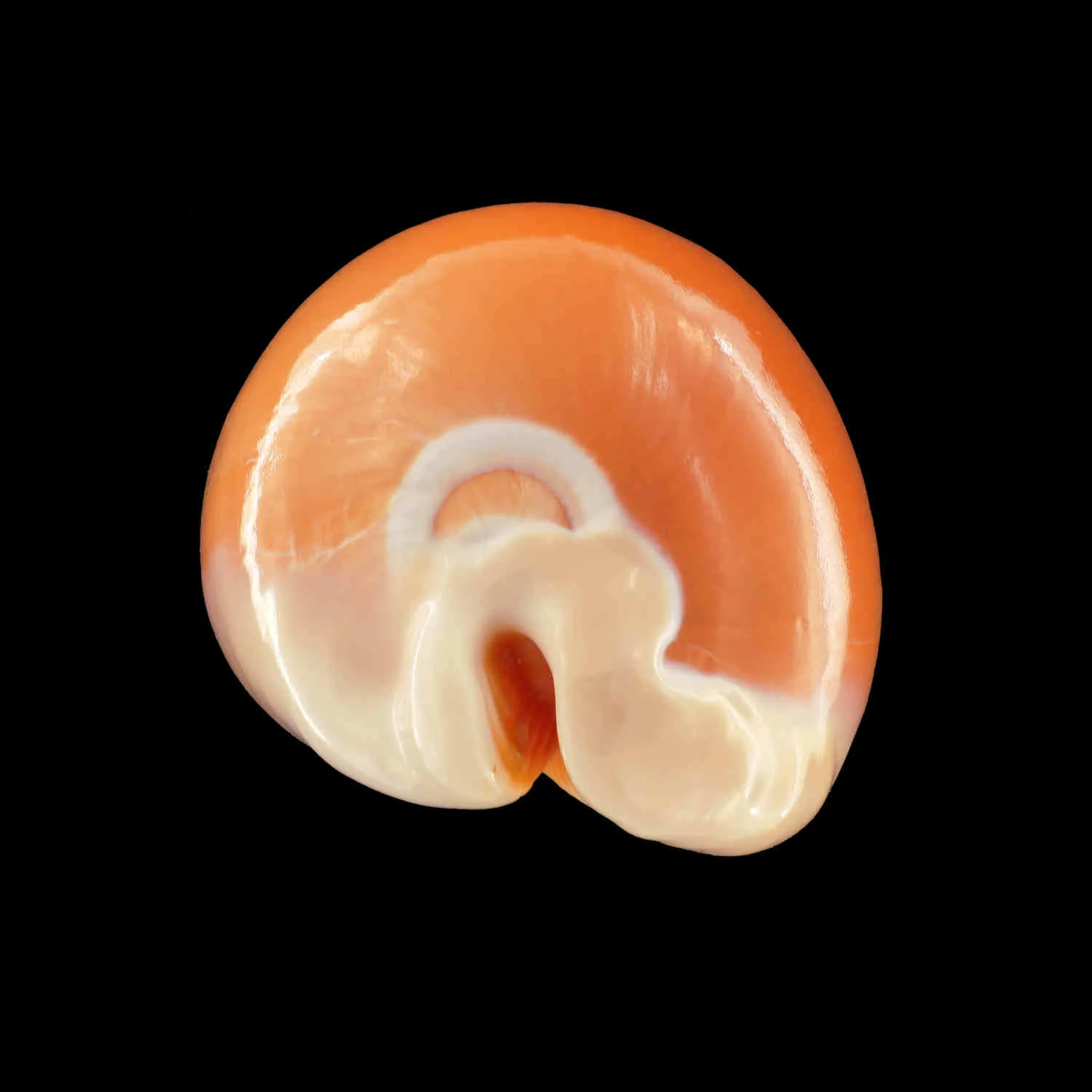 Cypraea Aurantium