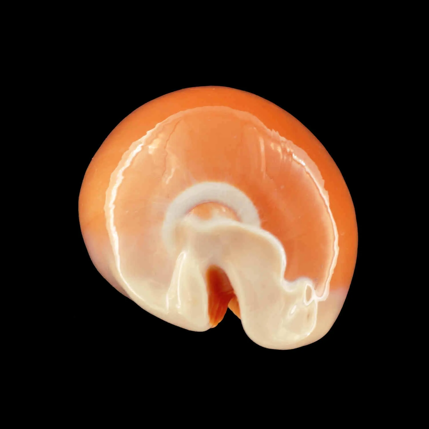 Cypraea Aurantium