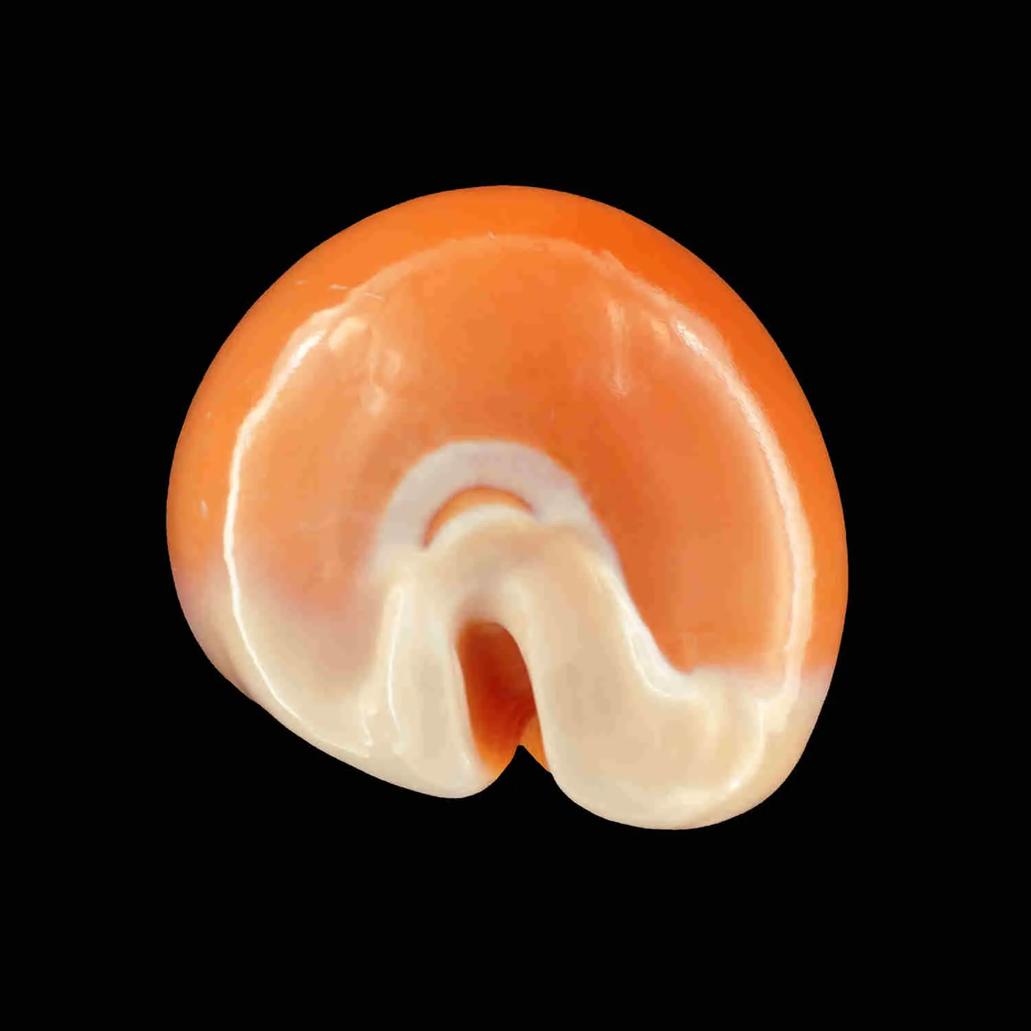 Cypraea Aurantium