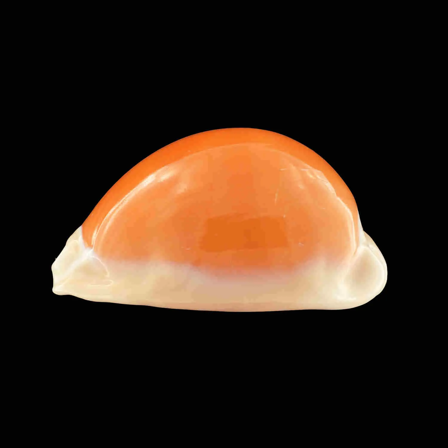 Cypraea Aurantium