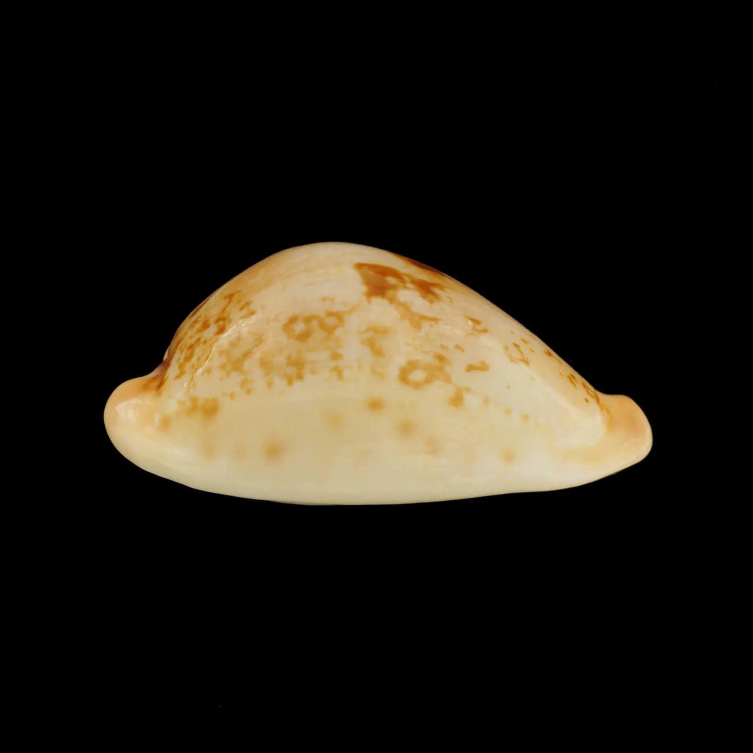 Austrasiatica Hirasei