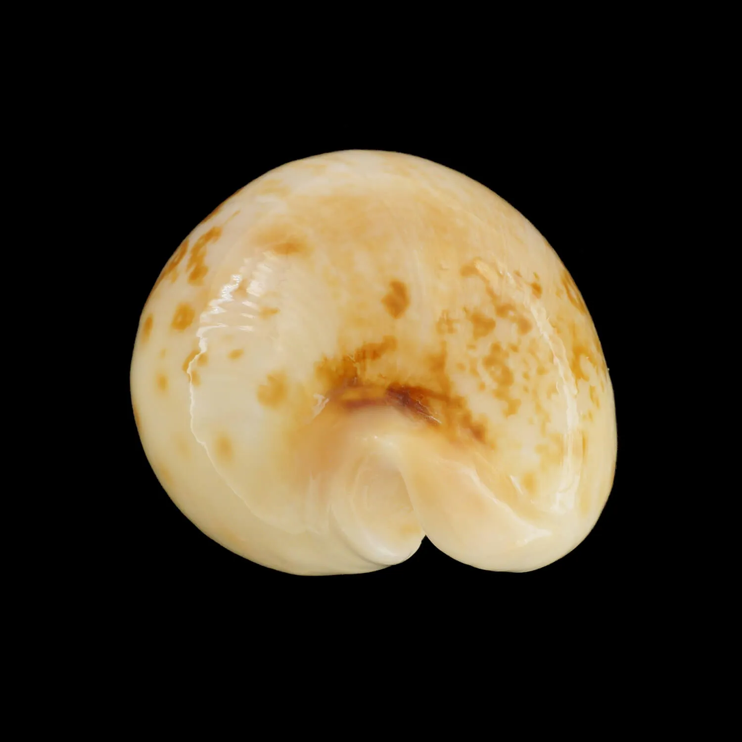 Austrasiatica Hirasei