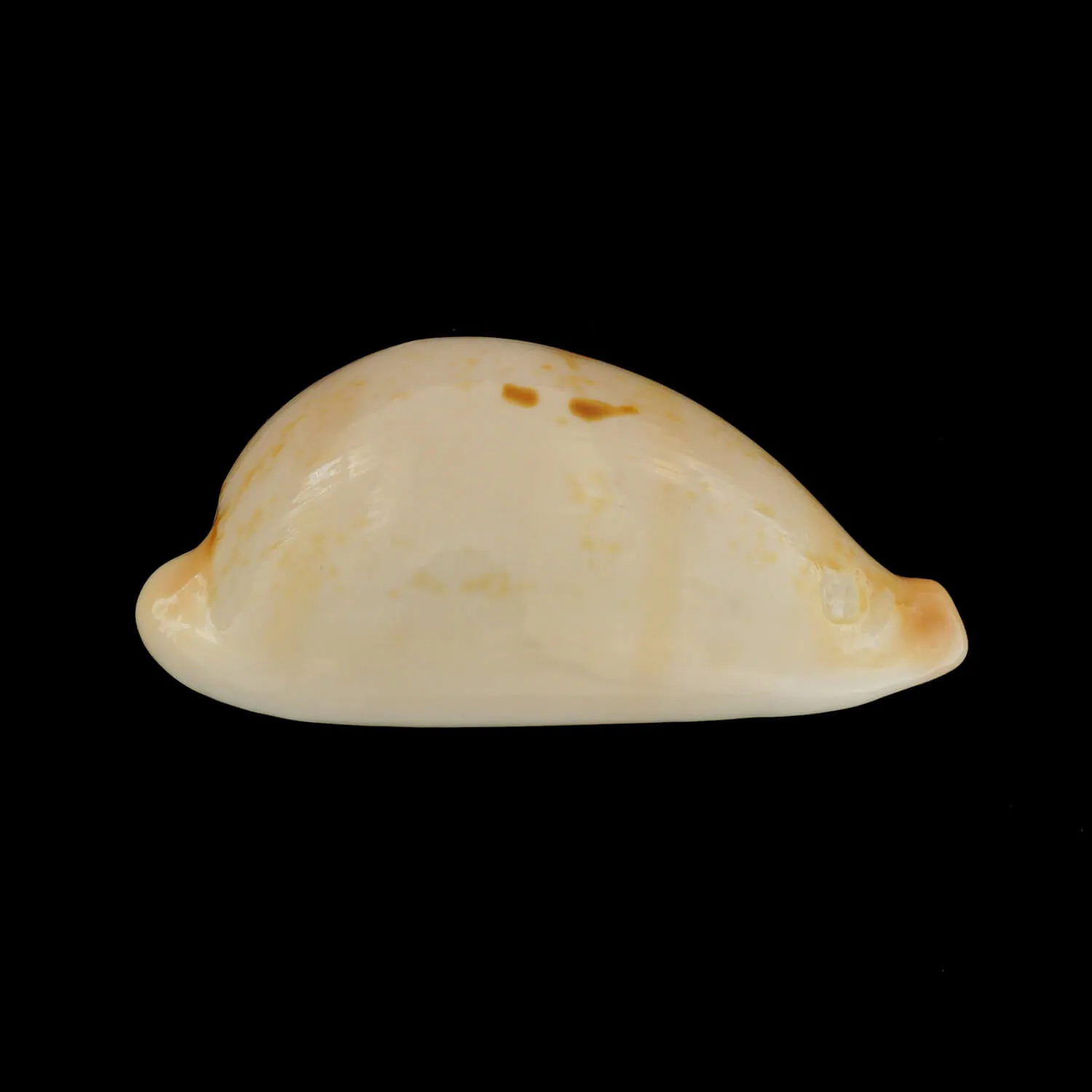 Austrasiatica Hirasei