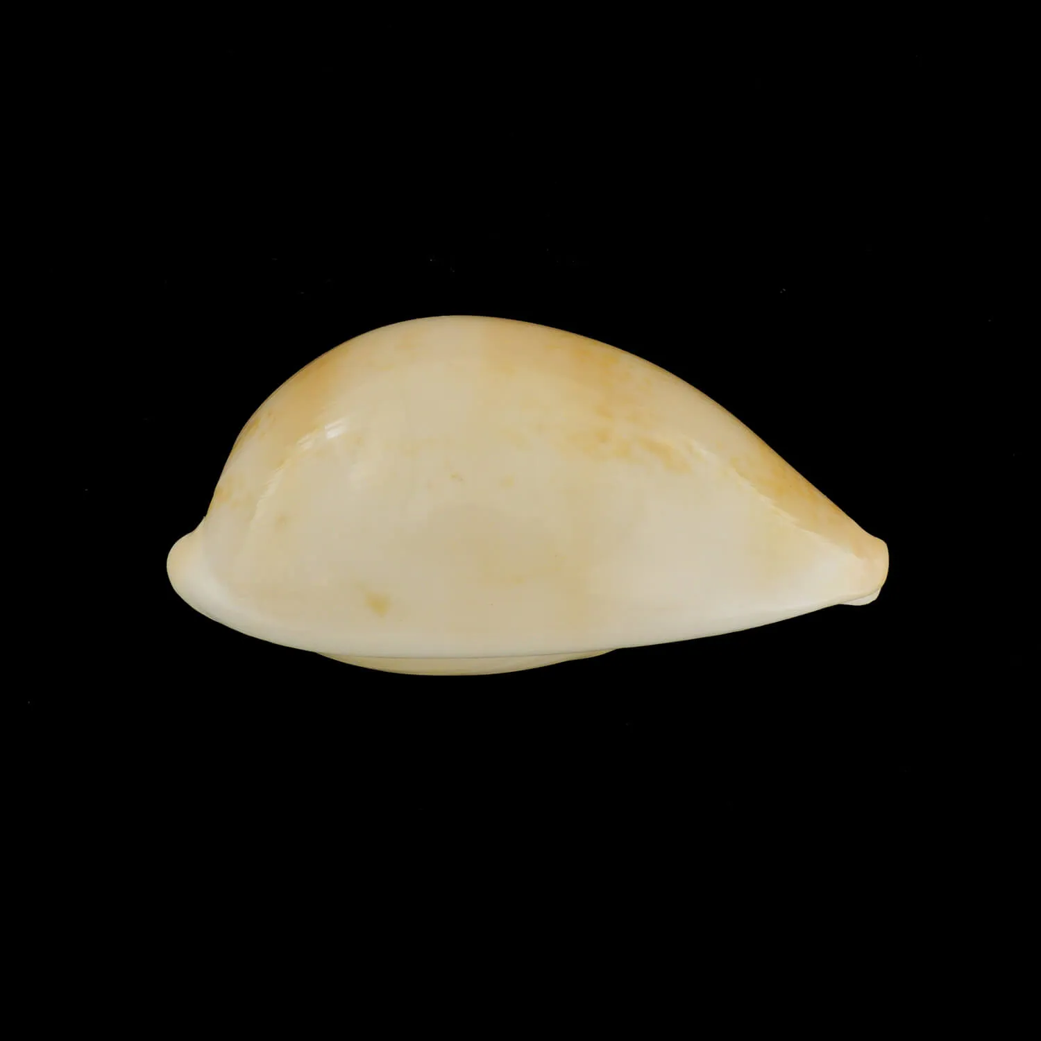 Austrasiatica Hirasei