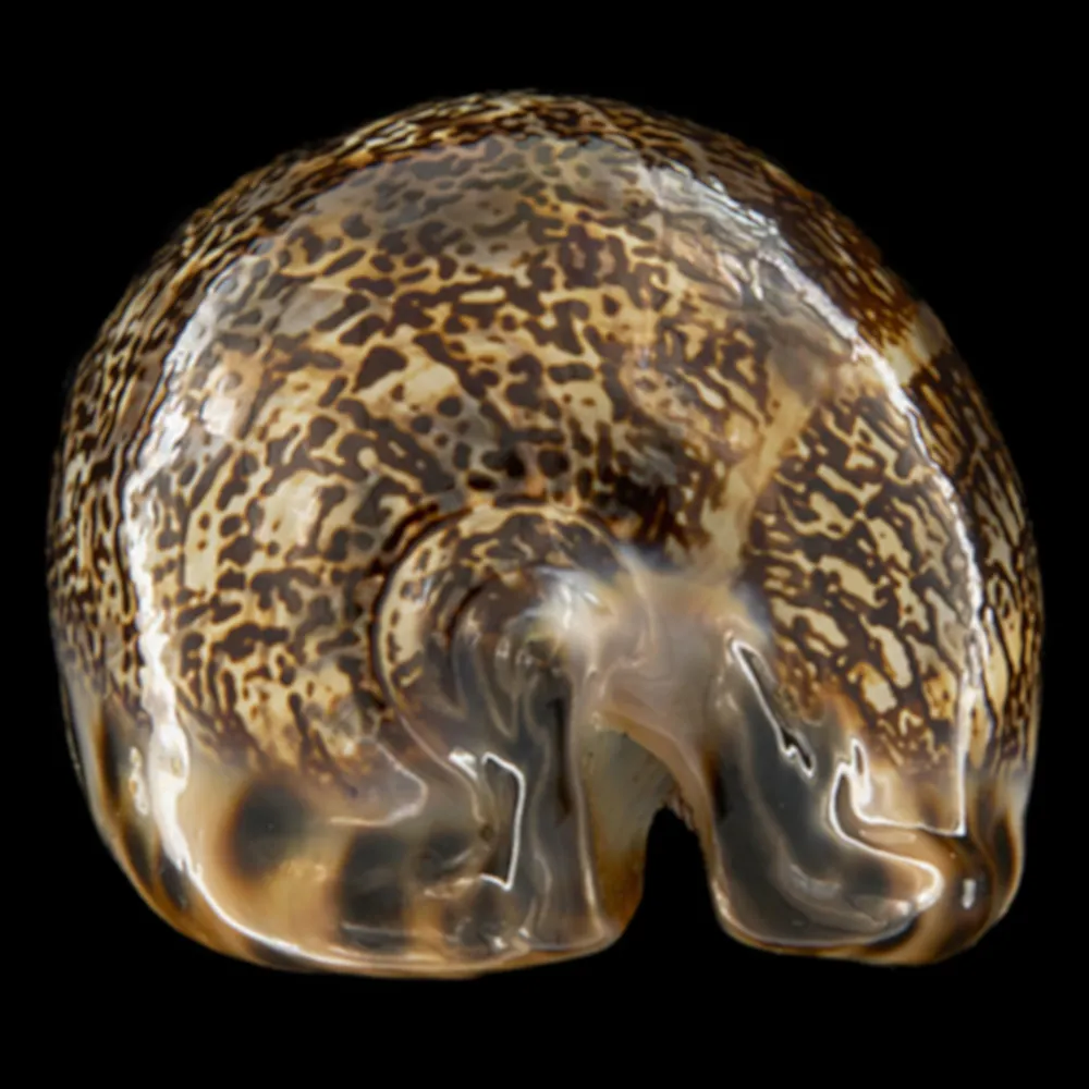 Mauritia Arabica Immanis
