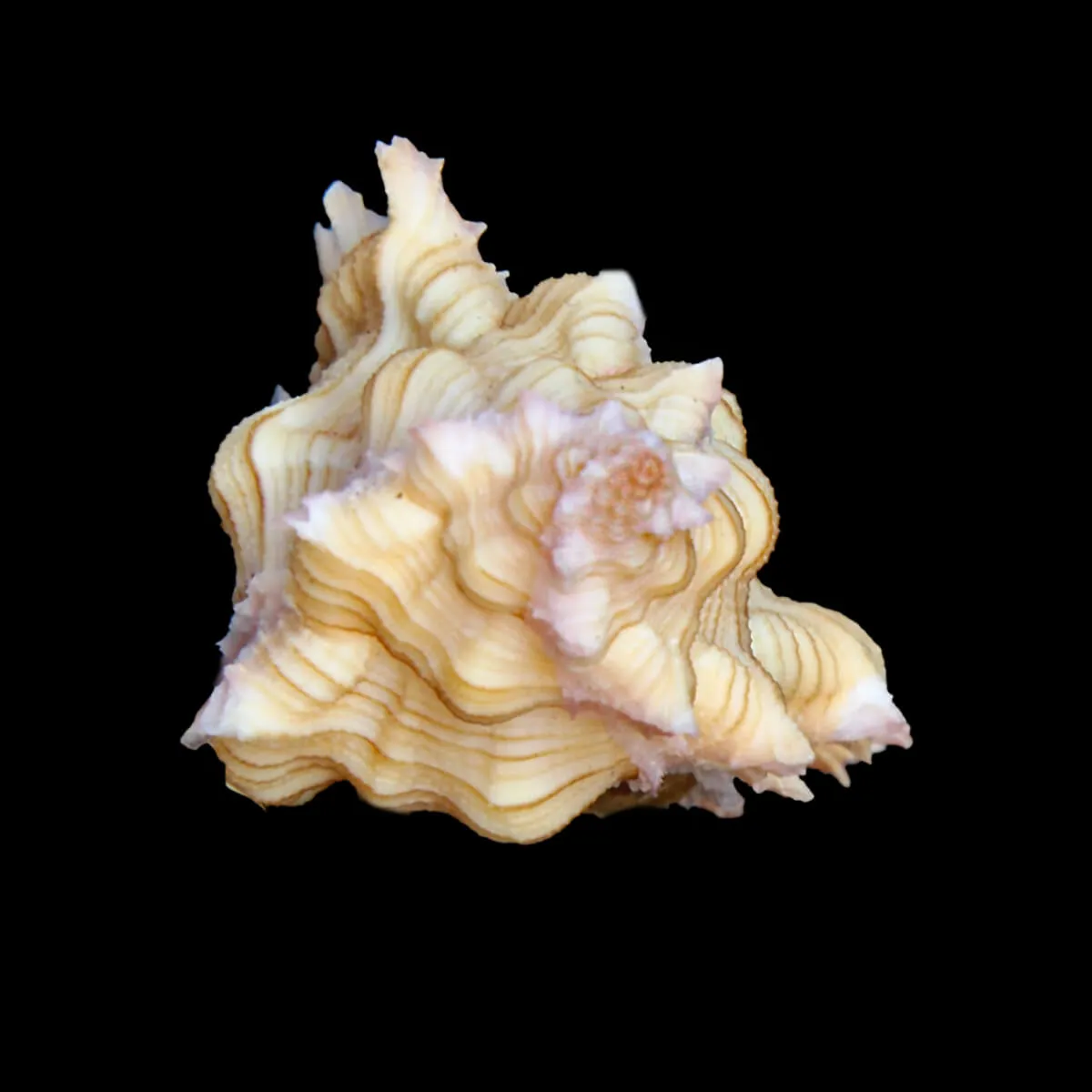 Chicoreus Aculeatus