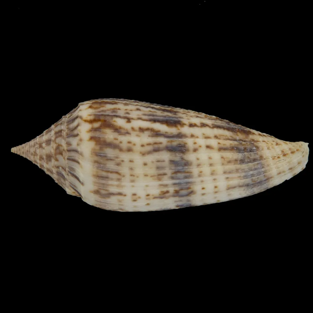 Conus Australis