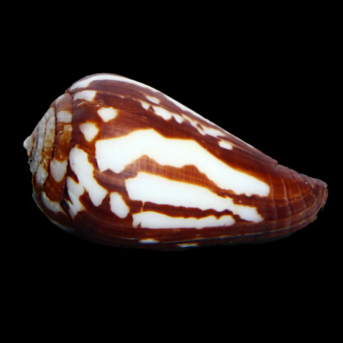 Conus Bulbus