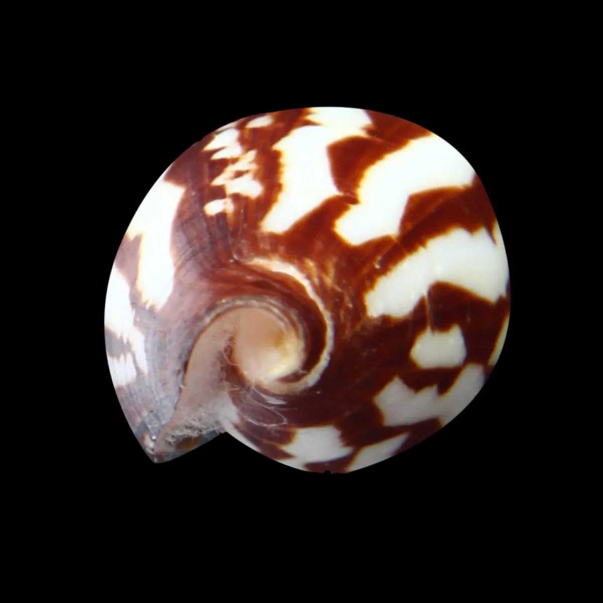 Conus Bulbus