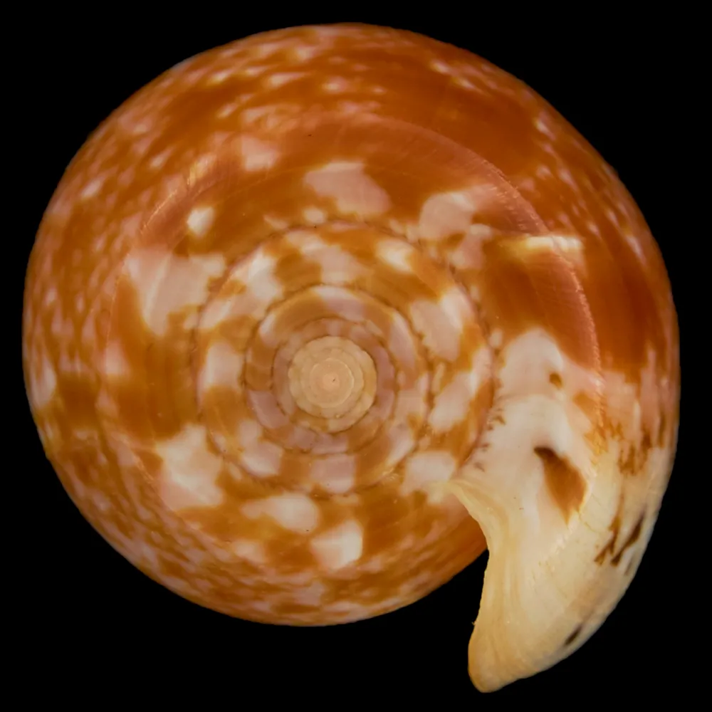 Conus Bullatus