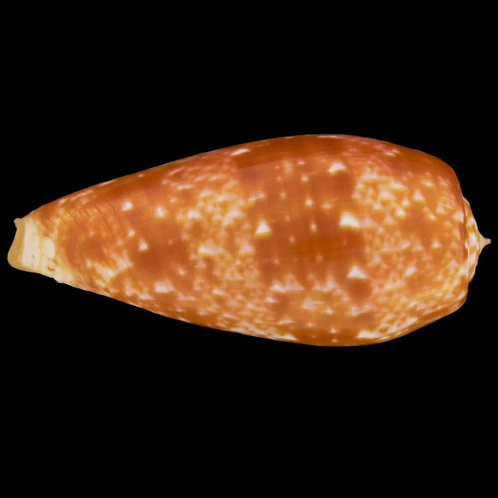 Conus Bullatus