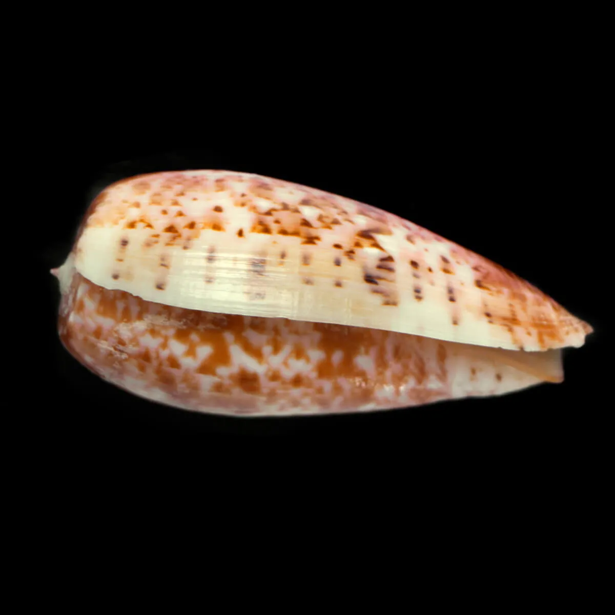 Conus Bullatus