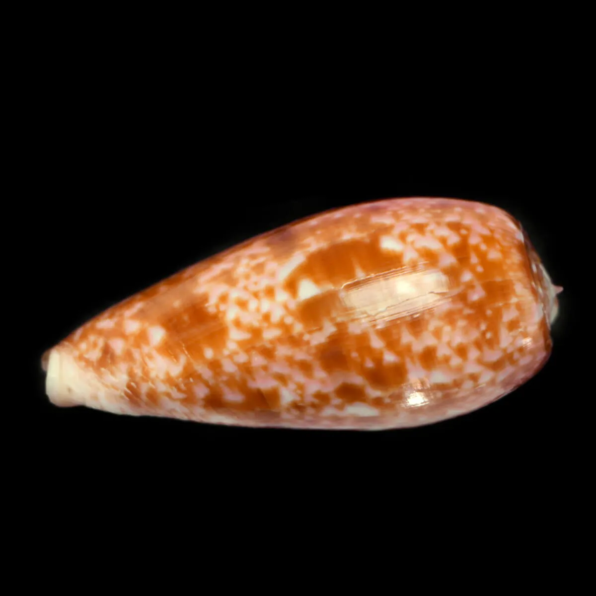 Conus Bullatus