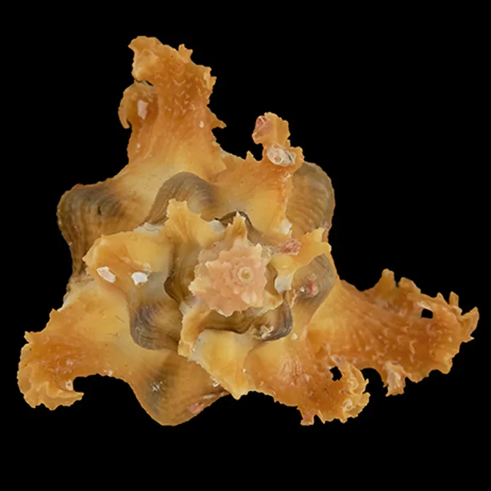 Chicoreus Banksii