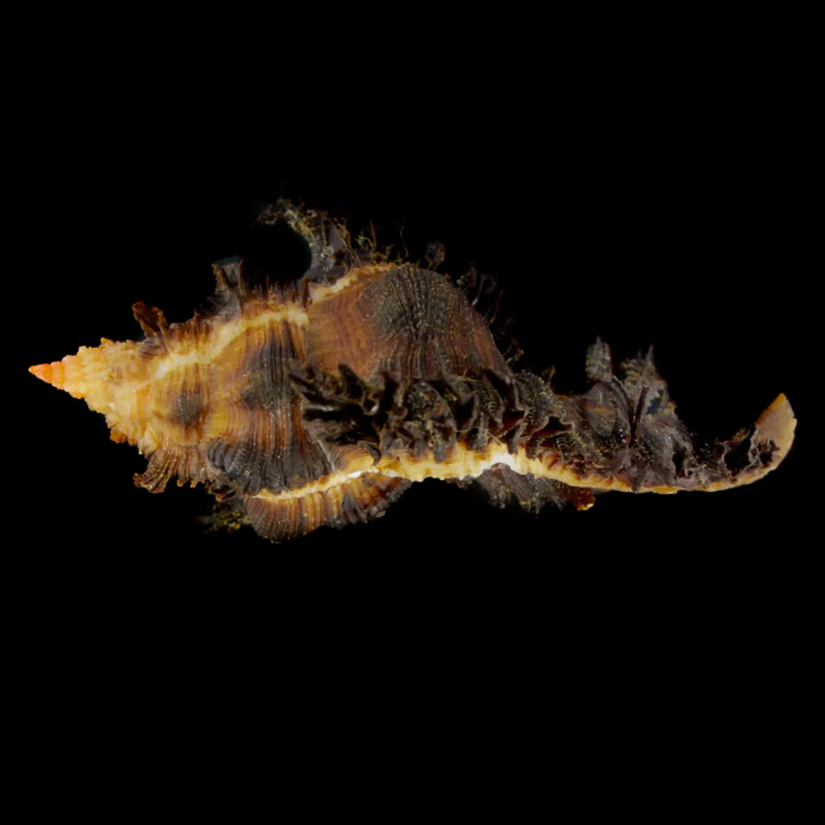 Chicoreus Banksii