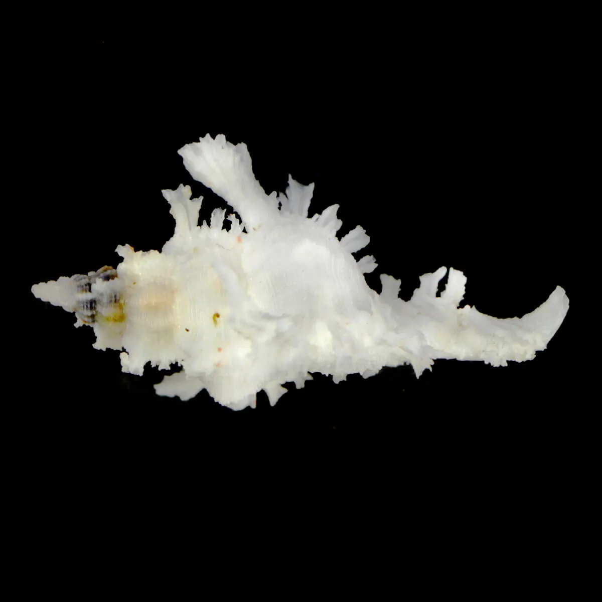 Chicoreus Banksii f. Crocatus "White"