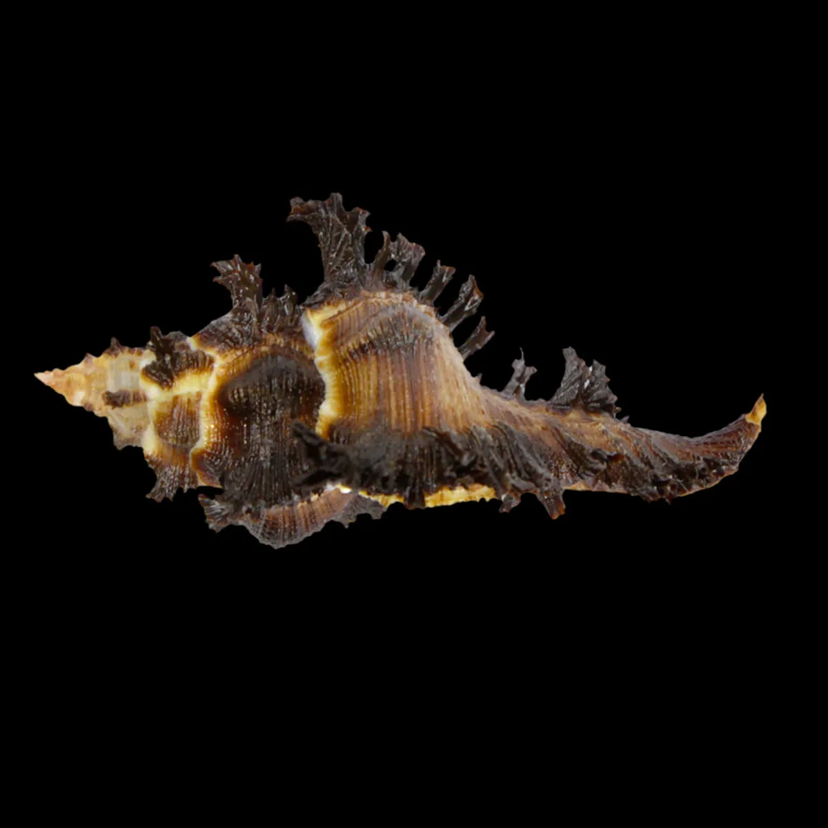 Chicoreus Banksii